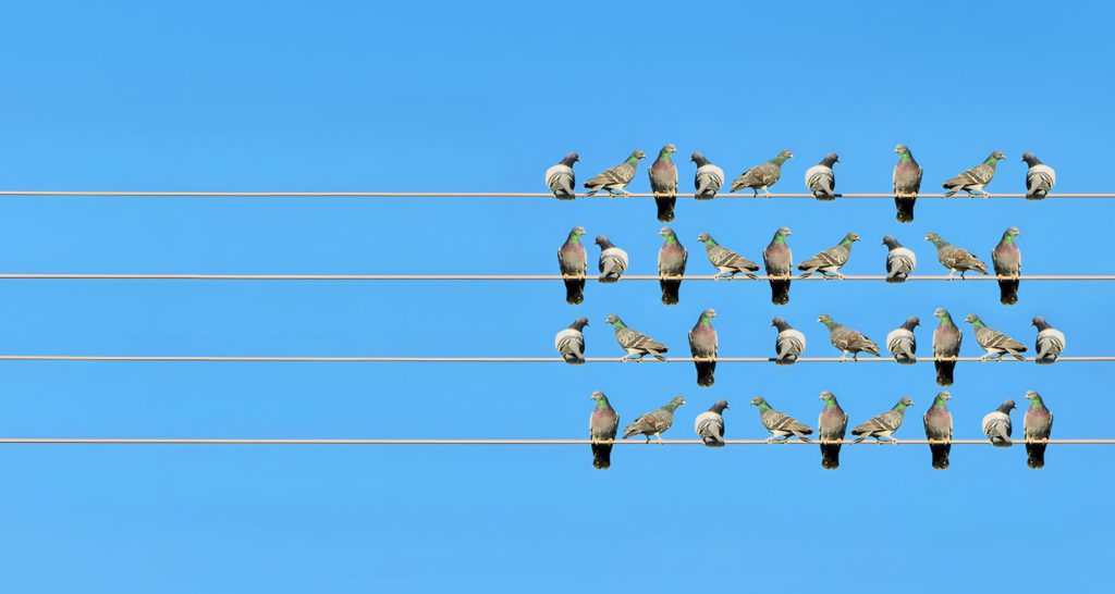 Des oiseaux installés sur des fils électriques en forme de portée musicale