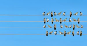 Des oiseaux installés sur des fils électriques en forme de portée musicale