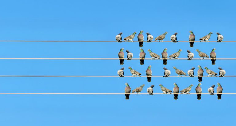 Des oiseaux installés sur des fils électriques en forme de portée musicale